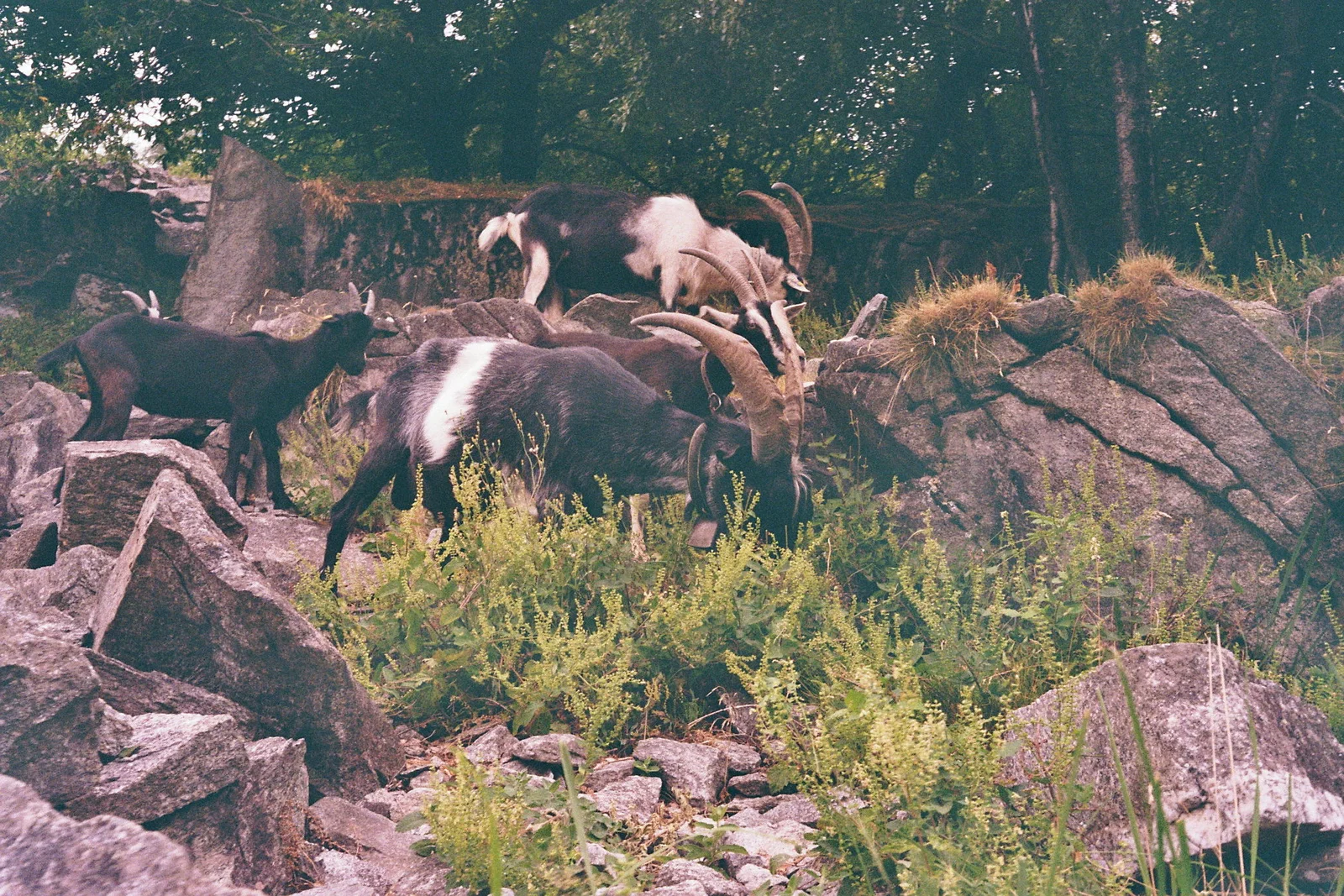 Picture of goats