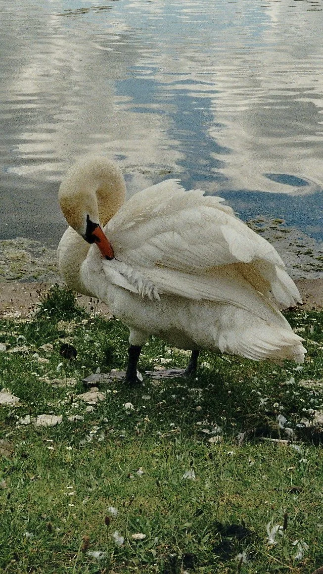 Picture of swan