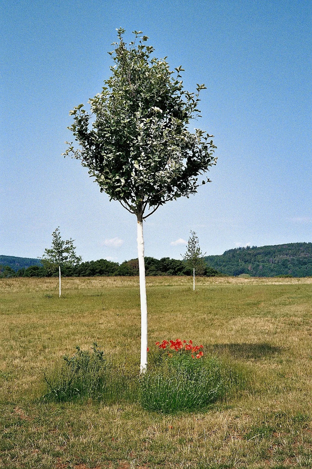 Trees